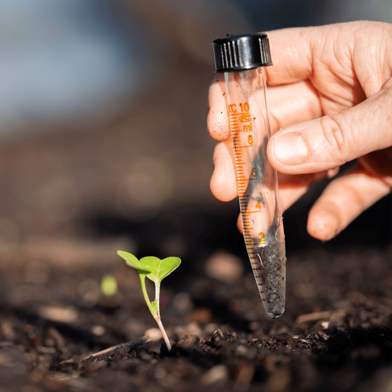 Farmer checking soil quality in an agricultural field