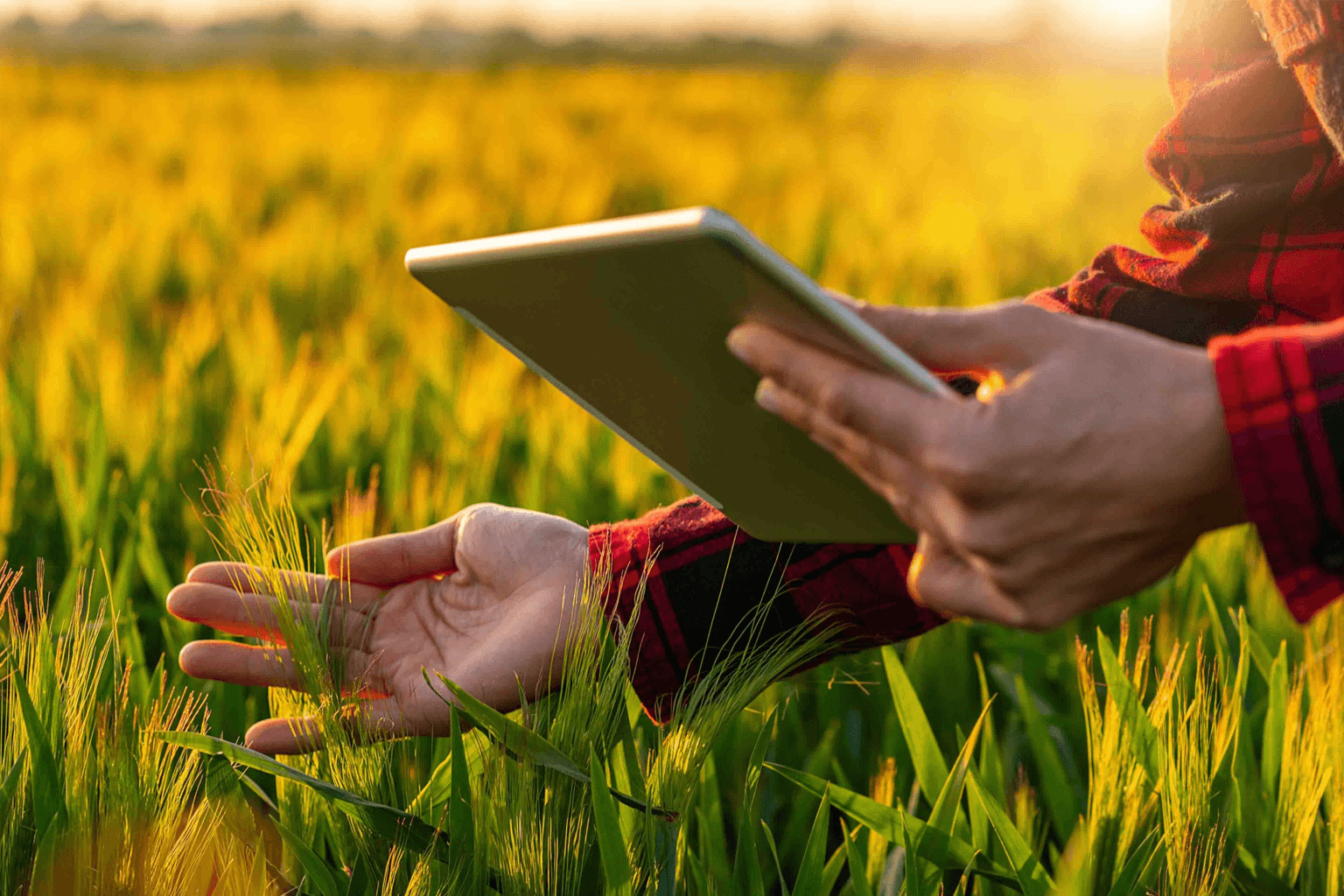 Crop management in a green field